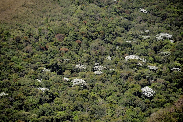 MataAtlântica Dentro