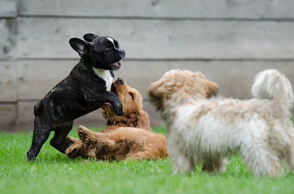 Cachorros interna