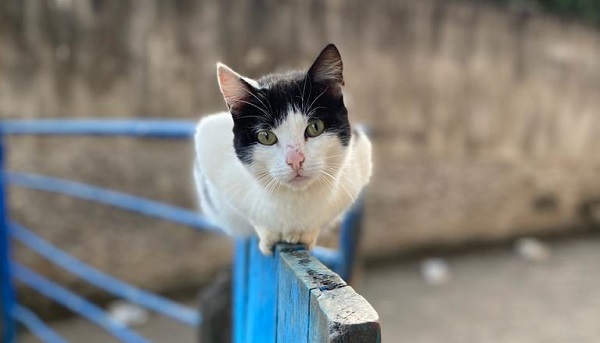 Lei aumenta proteção animal em Minas 3