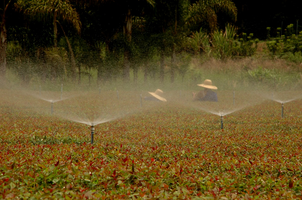 Irrigação Cortada