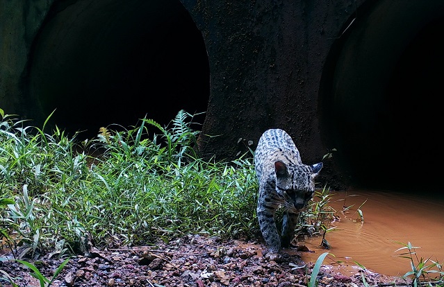 BrumadinhoJaguatirica