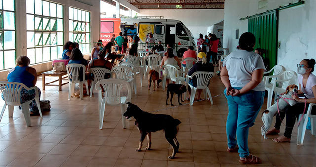 programa-de-esterilização-de-cães-e-gatos-dentro